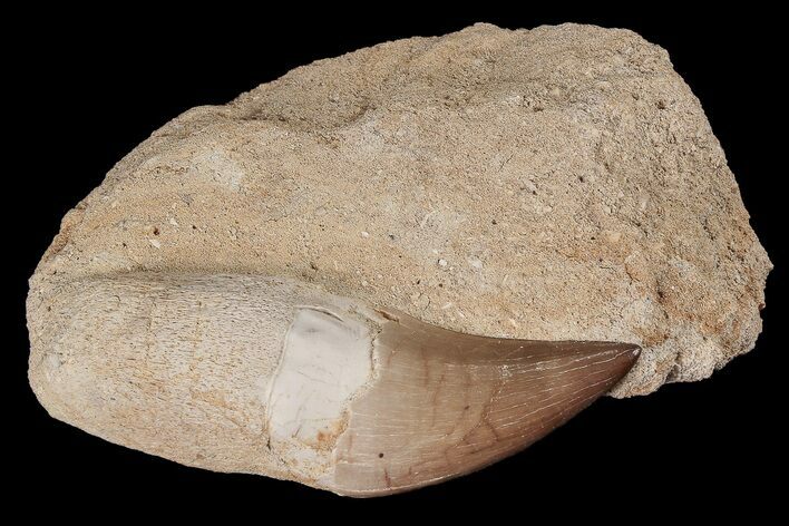 Mosasaur (Prognathodon) Rooted Tooth In Rock #87990